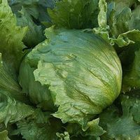 Iceberg-lettuce-house-of-seeds