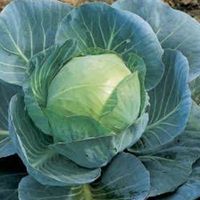 White-cabbage-house-of-seeds