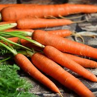carrots-house-of-seeds